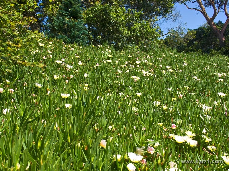 Field Of Flowers